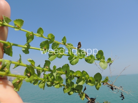 venuslookingglass, common